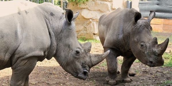 BIOPARCO DI ROMA